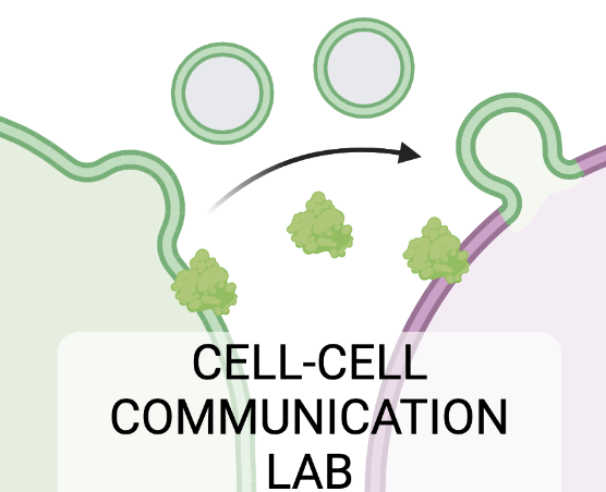 Image of cell secreting extracellular vesicles and proteins being taken up by a recipeient cell